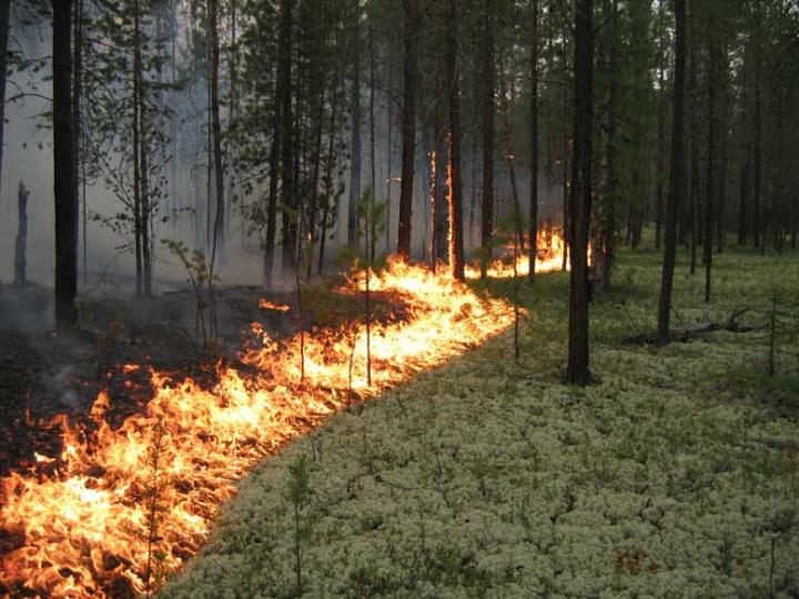 Пожар в лесу